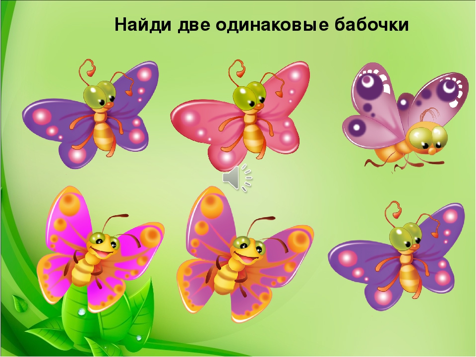 Группа насекомые бабочка
